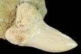Fossil Mako Shark Tooth On Sandstone - Bakersfield, CA #144410-1